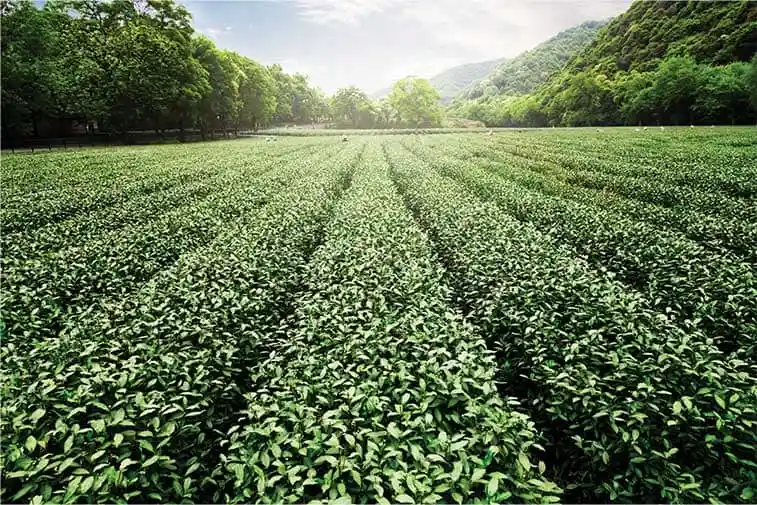 Green Tea Plantation Natural Wellness Ingredient