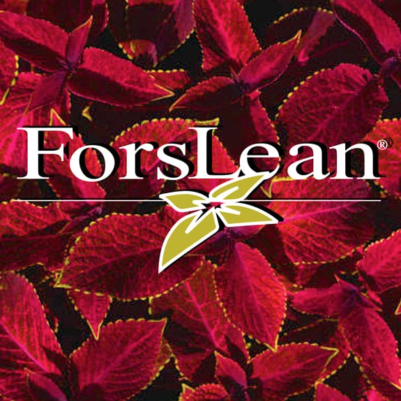 ForsLean Coleus Forskohlii Extract for Metabolism